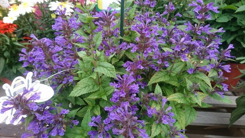 Nepeta kubanica 'Neptune'